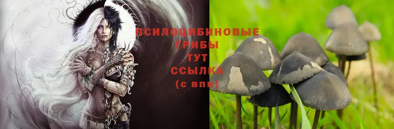 Псилоцибиновые грибы Psilocybe Кисловодск